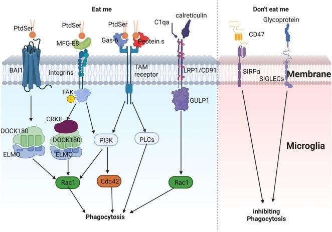 https://cdn.ncbi.nlm.nih.gov/pmc/blobs/1275/10309009/ac822d083095/fnagi-15-1201982-g003.jpg