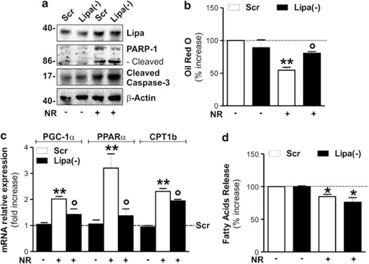 https://cdn.ncbi.nlm.nih.gov/pmc/blobs/1275/3920962/71f24f5fae35/cddis2013404f7.jpg