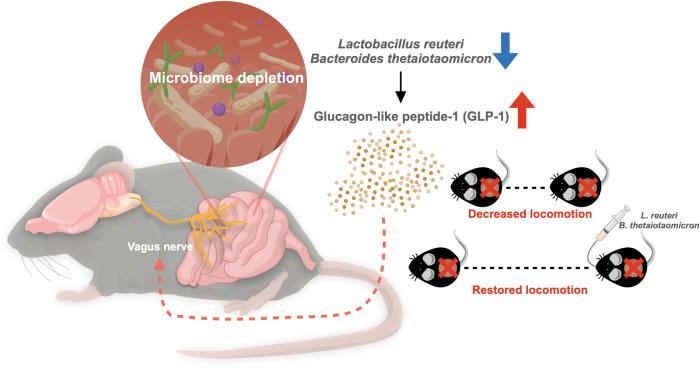 https://cdn.ncbi.nlm.nih.gov/pmc/blobs/1277/10791613/93f357534ef2/41522_2024_477_Fig7_HTML.jpg