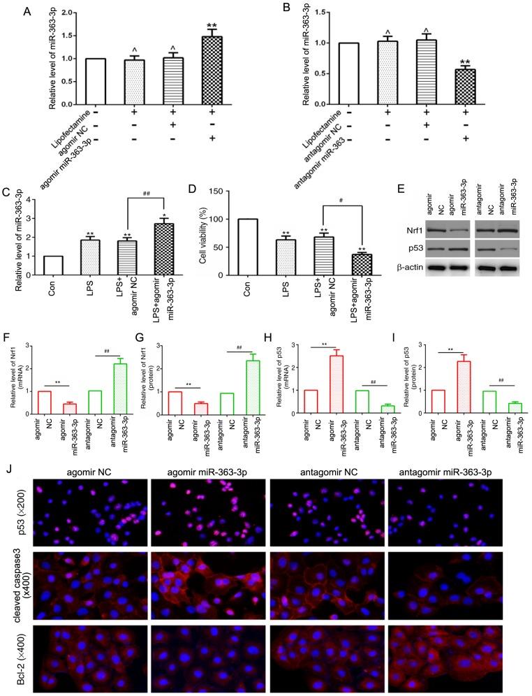 https://cdn.ncbi.nlm.nih.gov/pmc/blobs/1277/7003040/2523fb4320ce/MMR-21-03-1077-g04.jpg