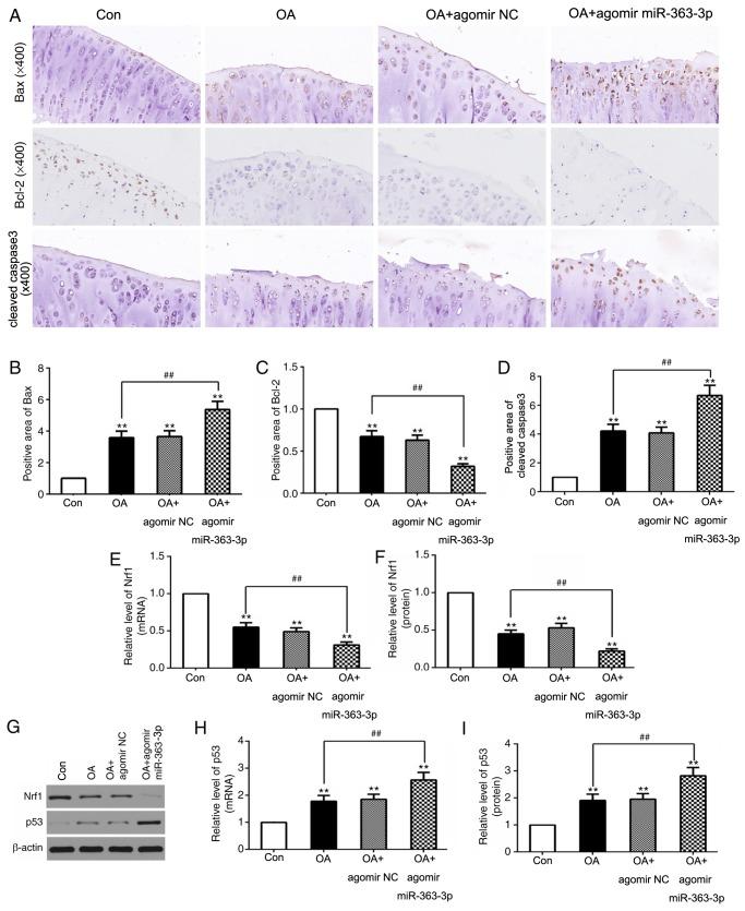 https://cdn.ncbi.nlm.nih.gov/pmc/blobs/1277/7003040/73d97a653553/MMR-21-03-1077-g05.jpg