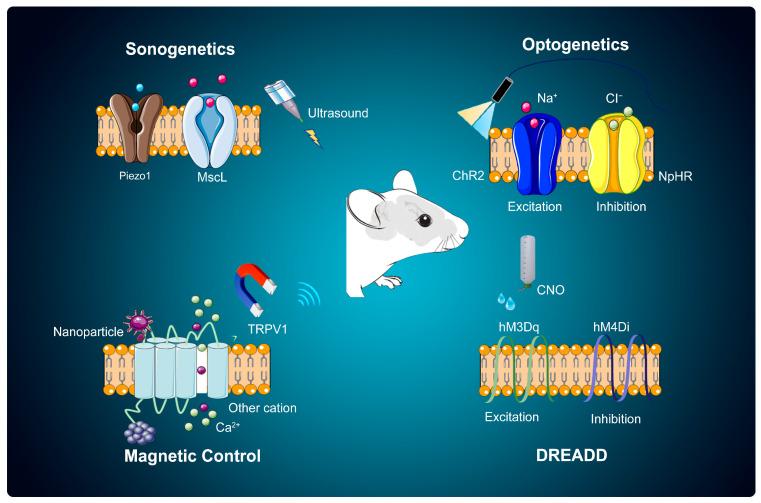https://cdn.ncbi.nlm.nih.gov/pmc/blobs/1279/11763439/2f7f2d225e35/cells-14-00122-g001.jpg