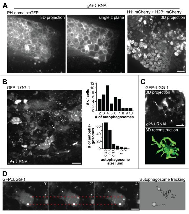 https://cdn.ncbi.nlm.nih.gov/pmc/blobs/1279/4835962/165dbb8a4777/kaup-12-03-1136771-g002.jpg