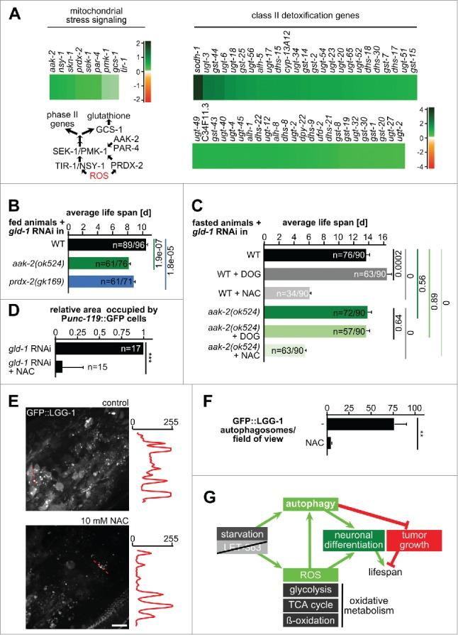 https://cdn.ncbi.nlm.nih.gov/pmc/blobs/1279/4835962/76503a309316/kaup-12-03-1136771-g009.jpg
