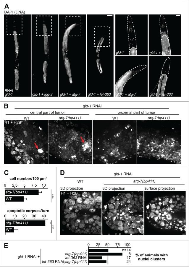 https://cdn.ncbi.nlm.nih.gov/pmc/blobs/1279/4835962/bfa47ac72bfe/kaup-12-03-1136771-g005.jpg