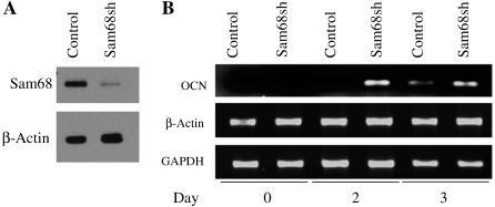 https://cdn.ncbi.nlm.nih.gov/pmc/blobs/127c/1342629/19f41bb2dba2/pgen.0010074.g008.jpg
