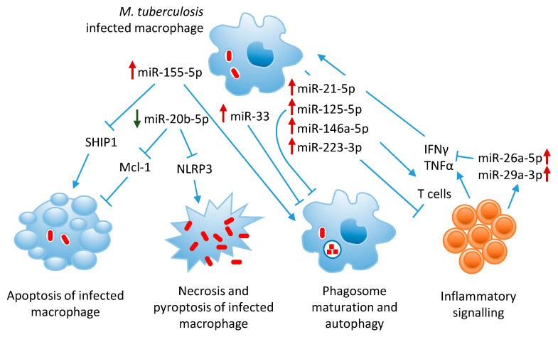https://cdn.ncbi.nlm.nih.gov/pmc/blobs/127e/7598604/525c22312001/cells-09-02160-g002.jpg