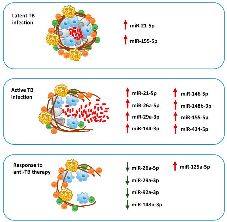 https://cdn.ncbi.nlm.nih.gov/pmc/blobs/127e/7598604/9b09a43bf0b3/cells-09-02160-g003.jpg