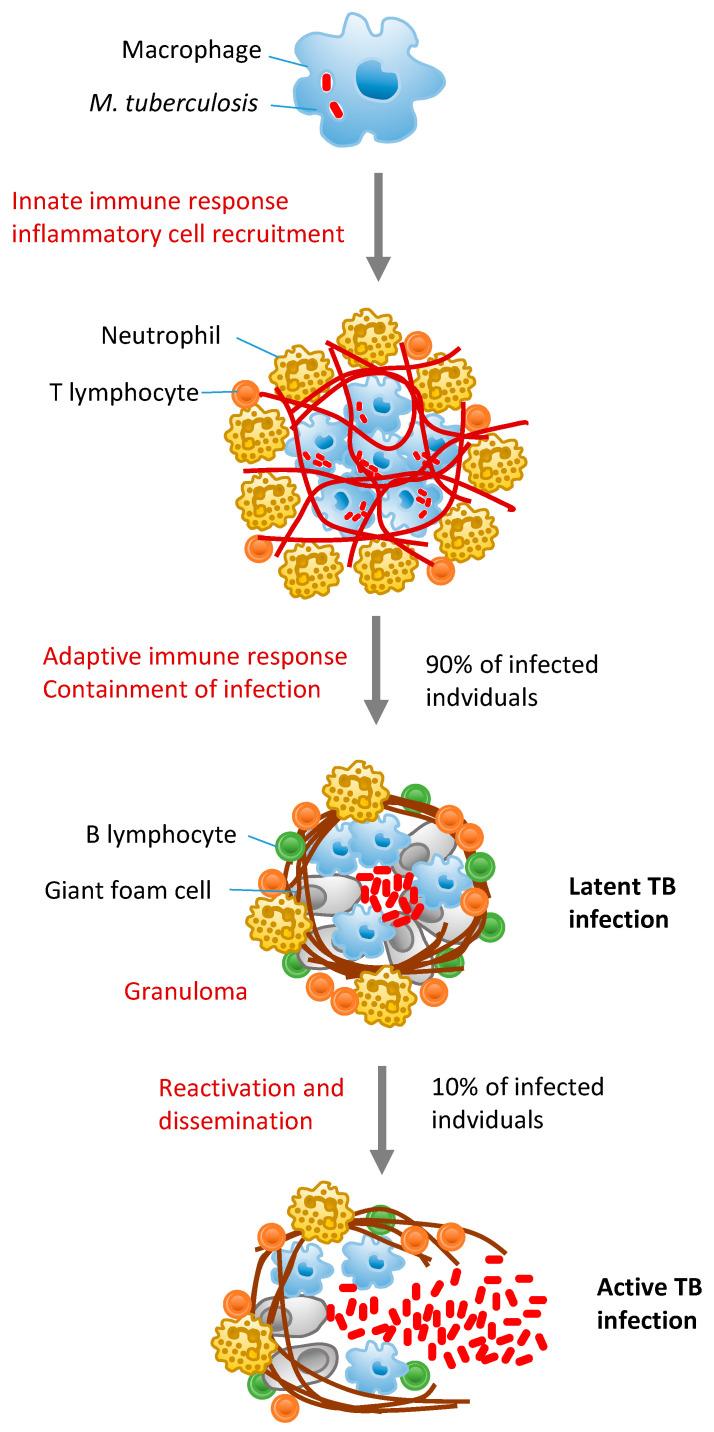 https://cdn.ncbi.nlm.nih.gov/pmc/blobs/127e/7598604/a7e247b39a6d/cells-09-02160-g001.jpg