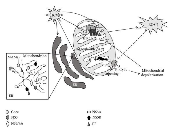 https://cdn.ncbi.nlm.nih.gov/pmc/blobs/127f/3859171/8d7d5bf212c8/OXIMED2013-971024.001.jpg