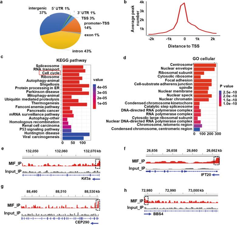 https://cdn.ncbi.nlm.nih.gov/pmc/blobs/1284/10698143/d5d234ce995e/41419_2023_6323_Fig6_HTML.jpg