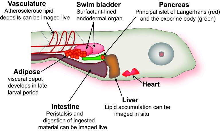 https://cdn.ncbi.nlm.nih.gov/pmc/blobs/1288/11113958/277bf4d2edaa/18_2014_1816_Fig1_HTML.jpg