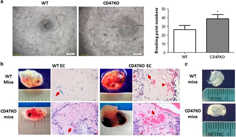 https://cdn.ncbi.nlm.nih.gov/pmc/blobs/128d/5059850/614592171bb2/cddis2016155f2.jpg