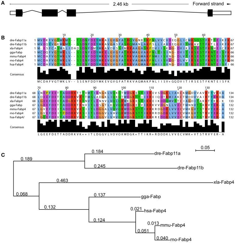 https://cdn.ncbi.nlm.nih.gov/pmc/blobs/128d/5387095/184a8fdeca34/fphys-08-00214-g0001.jpg