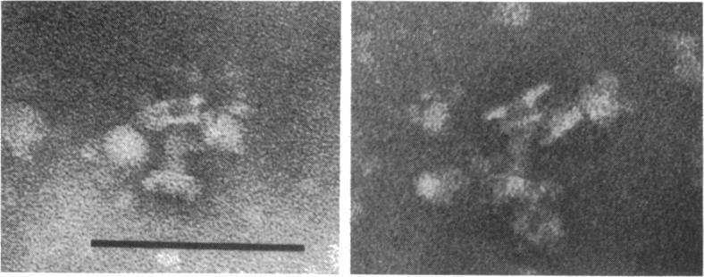 https://cdn.ncbi.nlm.nih.gov/pmc/blobs/128e/222103/276d8b56beae/jbacter00297-0478-b.jpg