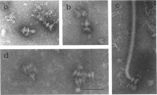 https://cdn.ncbi.nlm.nih.gov/pmc/blobs/128e/222103/2bb08ffb8153/jbacter00297-0480-a.jpg