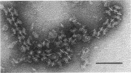 https://cdn.ncbi.nlm.nih.gov/pmc/blobs/128e/222103/85b3eeea1fa8/jbacter00297-0479-b.jpg