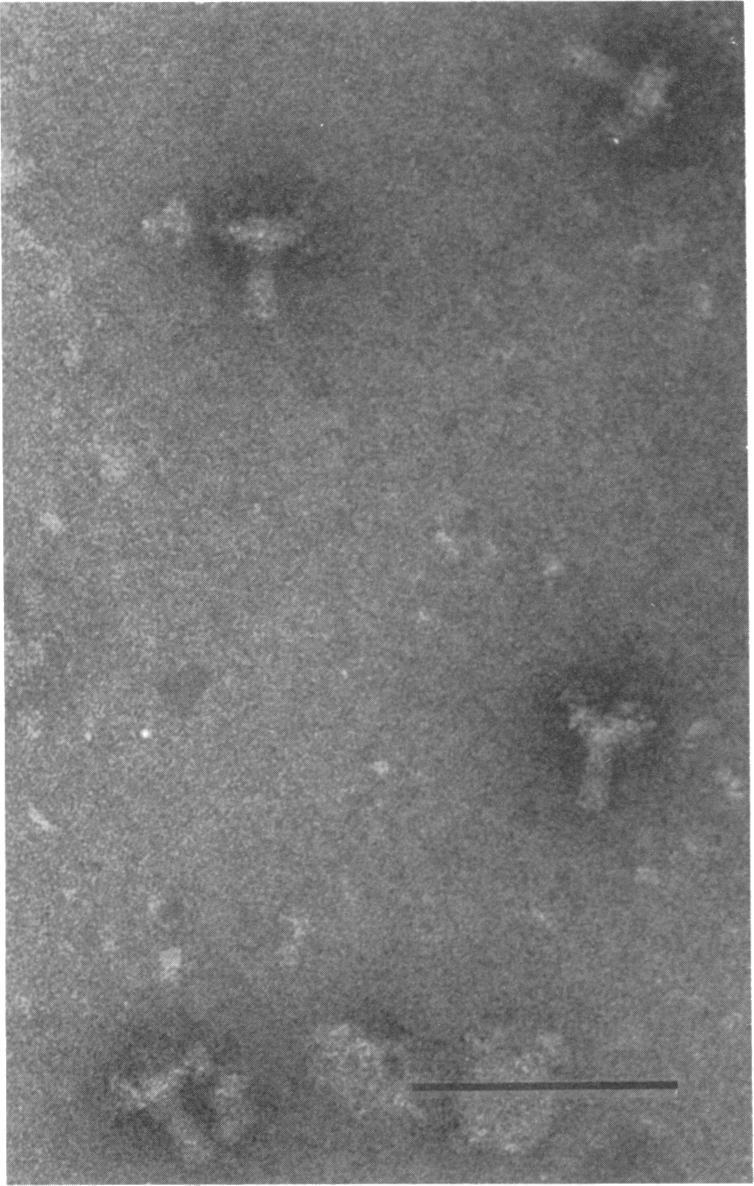 https://cdn.ncbi.nlm.nih.gov/pmc/blobs/128e/222103/9088e7be2b04/jbacter00297-0480-b.jpg