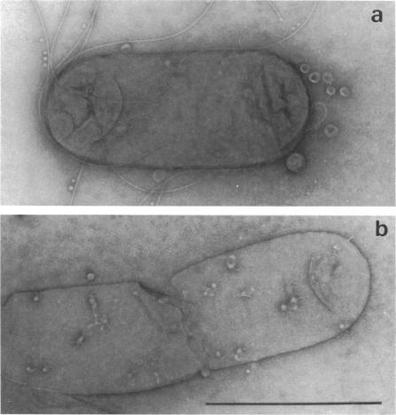 https://cdn.ncbi.nlm.nih.gov/pmc/blobs/128e/222103/ddc2c493f534/jbacter00297-0475-a.jpg