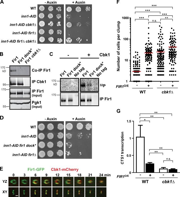 https://cdn.ncbi.nlm.nih.gov/pmc/blobs/1291/6314563/916bfc0b743d/JCB_201805100_Fig7.jpg