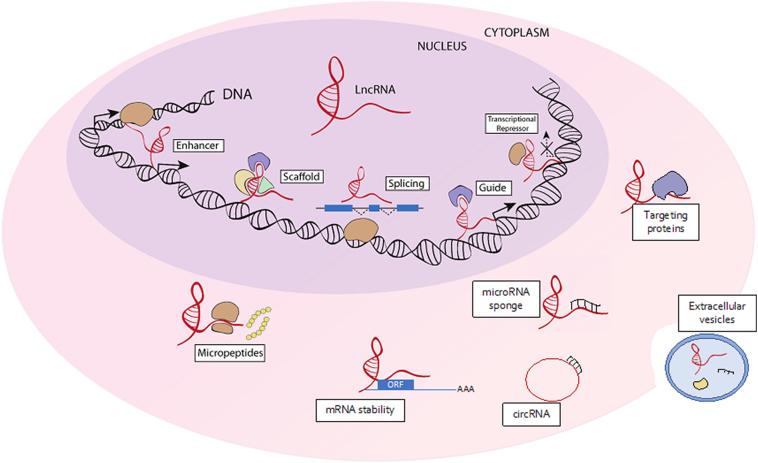 https://cdn.ncbi.nlm.nih.gov/pmc/blobs/1291/6395947/4b0af8988982/gr1.jpg
