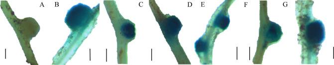 https://cdn.ncbi.nlm.nih.gov/pmc/blobs/1292/8654199/6b2dd7b50fae/pone.0259957.g004.jpg