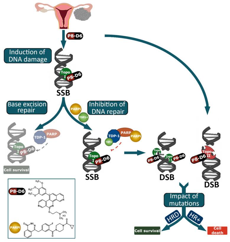 https://cdn.ncbi.nlm.nih.gov/pmc/blobs/1292/9505822/d66afa51a466/ijms-23-10503-g001.jpg
