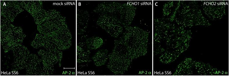 https://cdn.ncbi.nlm.nih.gov/pmc/blobs/1293/4215538/107af58b40cf/elife04137fs001.jpg
