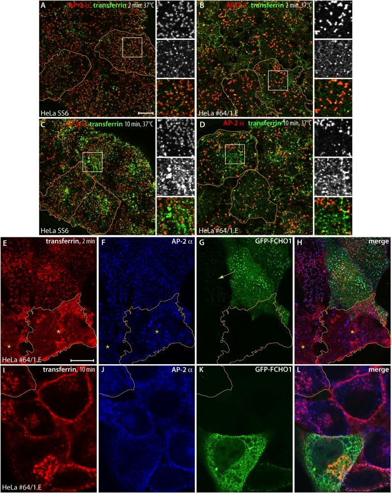 https://cdn.ncbi.nlm.nih.gov/pmc/blobs/1293/4215538/2077c6aca410/elife04137f007.jpg