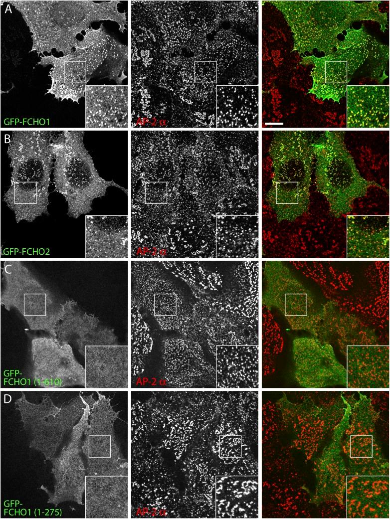 https://cdn.ncbi.nlm.nih.gov/pmc/blobs/1293/4215538/2827816f0f49/elife04137fs005.jpg