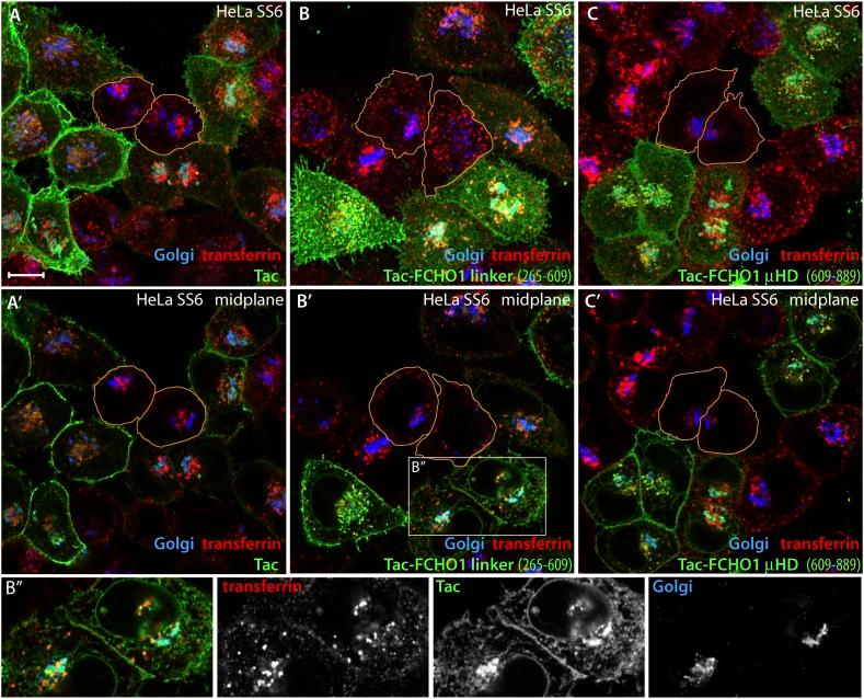 https://cdn.ncbi.nlm.nih.gov/pmc/blobs/1293/4215538/365ed656b58a/elife04137f010.jpg