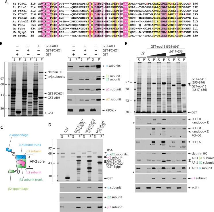 https://cdn.ncbi.nlm.nih.gov/pmc/blobs/1293/4215538/44f90ac21eb9/elife04137f009.jpg
