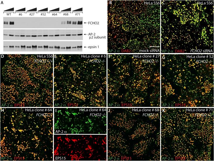 https://cdn.ncbi.nlm.nih.gov/pmc/blobs/1293/4215538/c493daeac9ad/elife04137f002.jpg