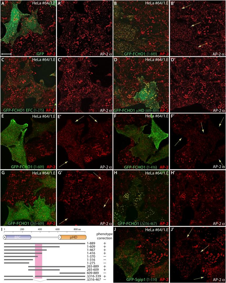 https://cdn.ncbi.nlm.nih.gov/pmc/blobs/1293/4215538/c97d79f367a5/elife04137f008.jpg