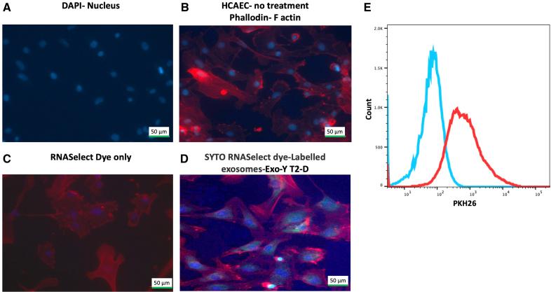 https://cdn.ncbi.nlm.nih.gov/pmc/blobs/1294/11361354/8d16ea05fd06/res-135-639-g004.jpg