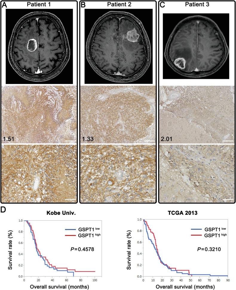 https://cdn.ncbi.nlm.nih.gov/pmc/blobs/1298/11310507/018a39a043b5/41419_2024_6967_Fig6_HTML.jpg