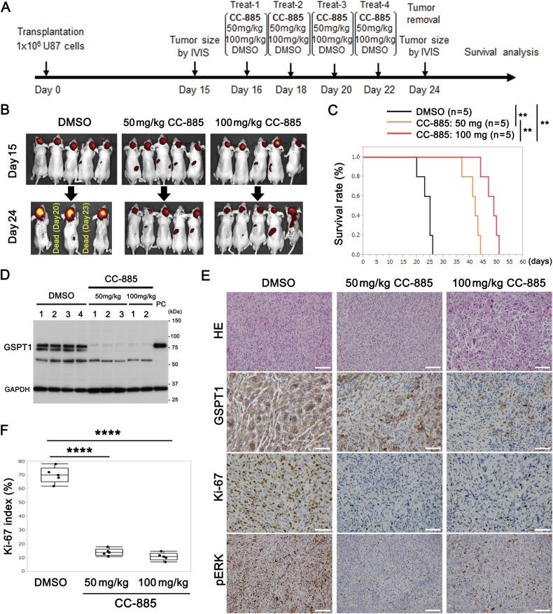 https://cdn.ncbi.nlm.nih.gov/pmc/blobs/1298/11310507/28290d1130b3/41419_2024_6967_Fig2_HTML.jpg