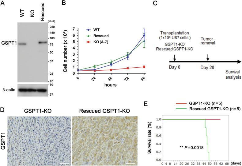 https://cdn.ncbi.nlm.nih.gov/pmc/blobs/1298/11310507/849c85f7515c/41419_2024_6967_Fig4_HTML.jpg
