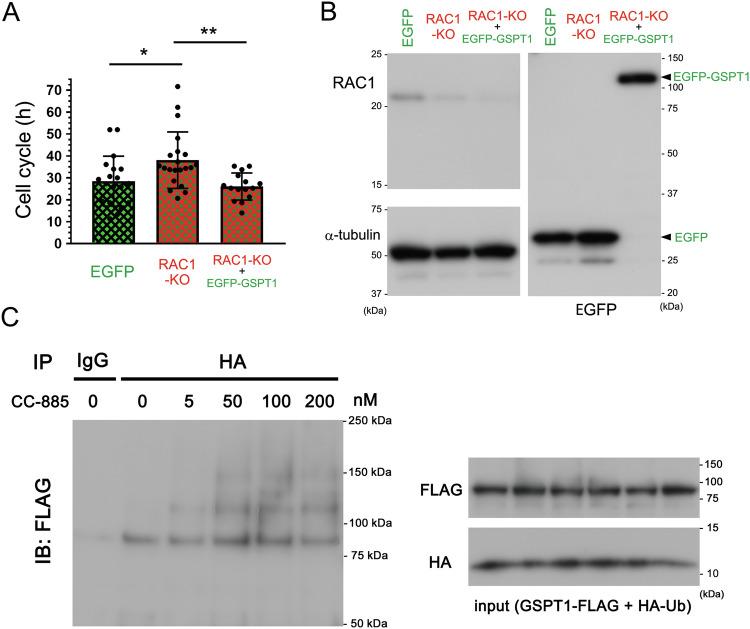 https://cdn.ncbi.nlm.nih.gov/pmc/blobs/1298/11310507/a06d7cf781ef/41419_2024_6967_Fig1_HTML.jpg
