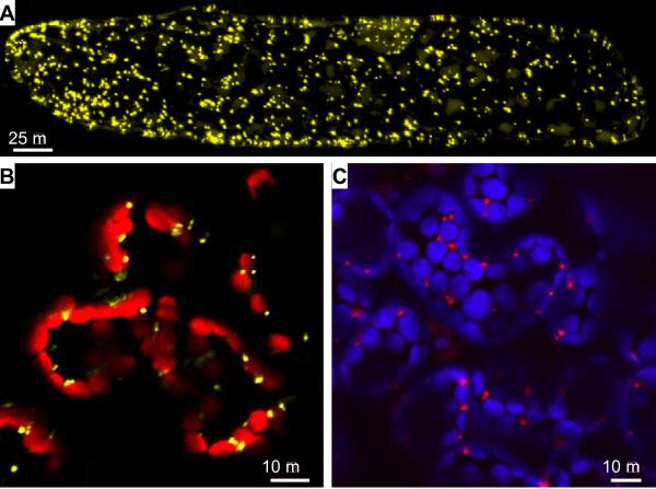 https://cdn.ncbi.nlm.nih.gov/pmc/blobs/129d/1802837/f885af7578fb/1471-2229-7-6-1.jpg