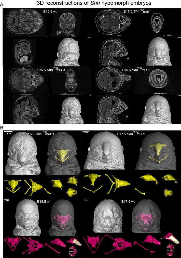 https://cdn.ncbi.nlm.nih.gov/pmc/blobs/129d/6019068/8558825e1d95/elife-34465-fig6-figsupp3.jpg