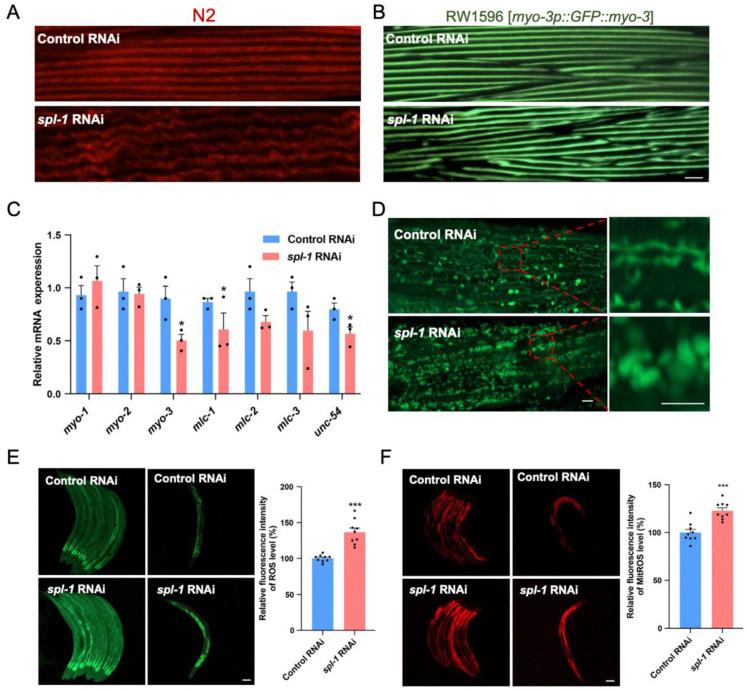 https://cdn.ncbi.nlm.nih.gov/pmc/blobs/129e/11174433/a3940dbe1c56/nutrients-16-01623-g003.jpg
