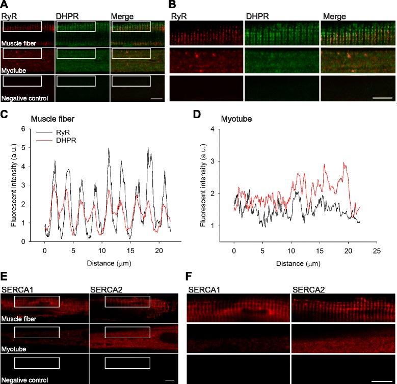 https://cdn.ncbi.nlm.nih.gov/pmc/blobs/129e/4545874/644fade00e38/13395_2015_50_Fig4_HTML.jpg
