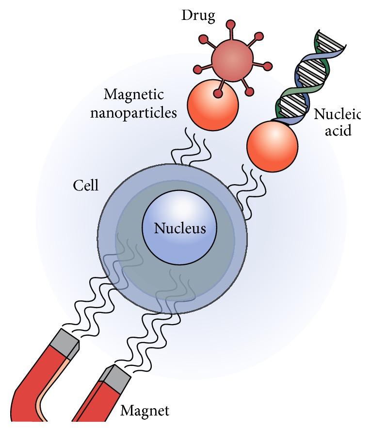 https://cdn.ncbi.nlm.nih.gov/pmc/blobs/129f/4884576/a41d07e8ef7c/BRI2016-7840161.018.jpg