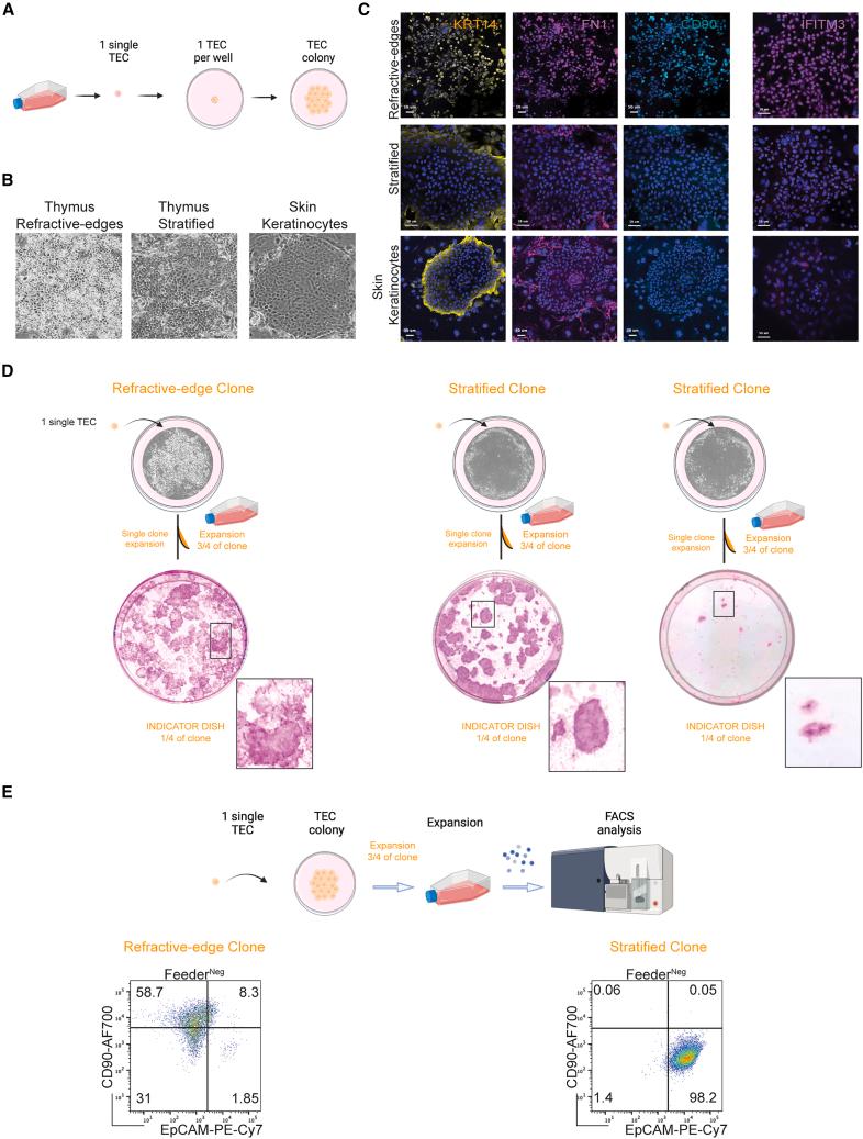 https://cdn.ncbi.nlm.nih.gov/pmc/blobs/12a0/10957394/069bee236542/gr6.jpg