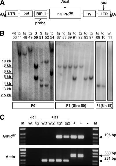 https://cdn.ncbi.nlm.nih.gov/pmc/blobs/12a2/2857903/ce6087070473/zdb0051061170001.jpg