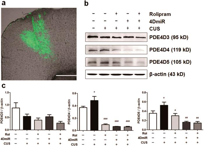 https://cdn.ncbi.nlm.nih.gov/pmc/blobs/12a2/4498385/9e300b3ff66d/srep11332-f1.jpg