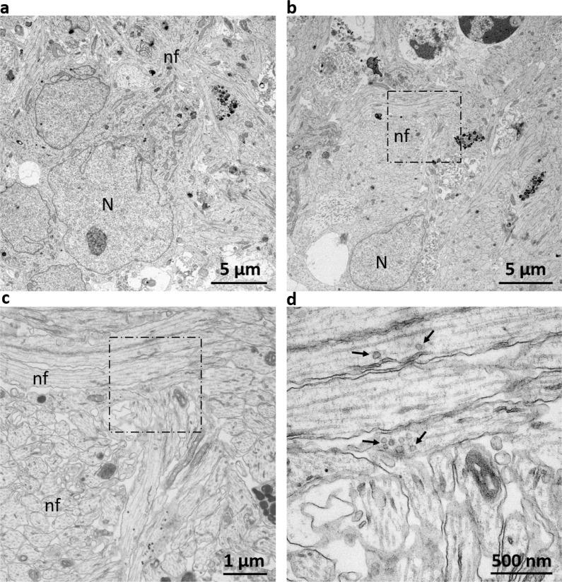 https://cdn.ncbi.nlm.nih.gov/pmc/blobs/12a2/7609049/066e3018e188/elife-52904-fig2-figsupp3.jpg