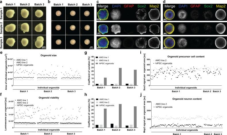 https://cdn.ncbi.nlm.nih.gov/pmc/blobs/12a2/7609049/088792412b4a/elife-52904-fig7.jpg
