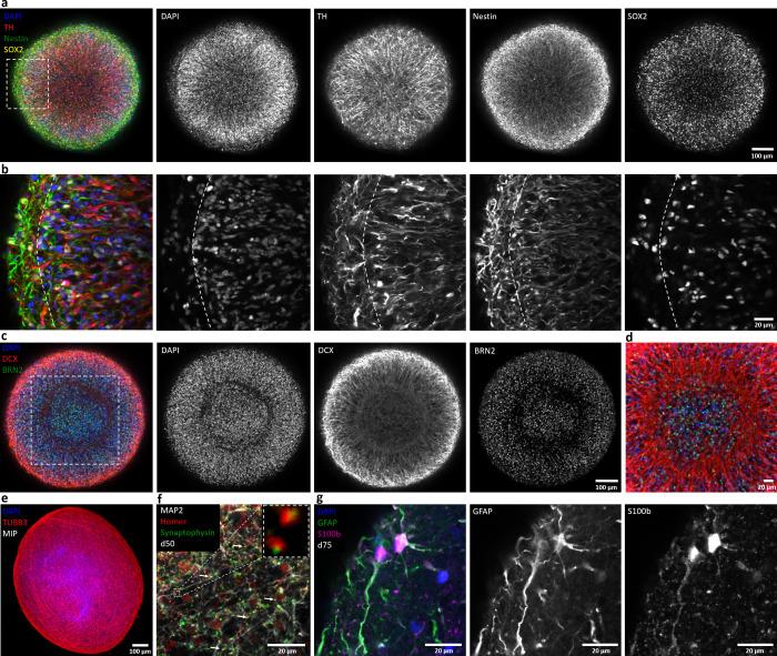 https://cdn.ncbi.nlm.nih.gov/pmc/blobs/12a2/7609049/41e2398d3226/elife-52904-fig2.jpg